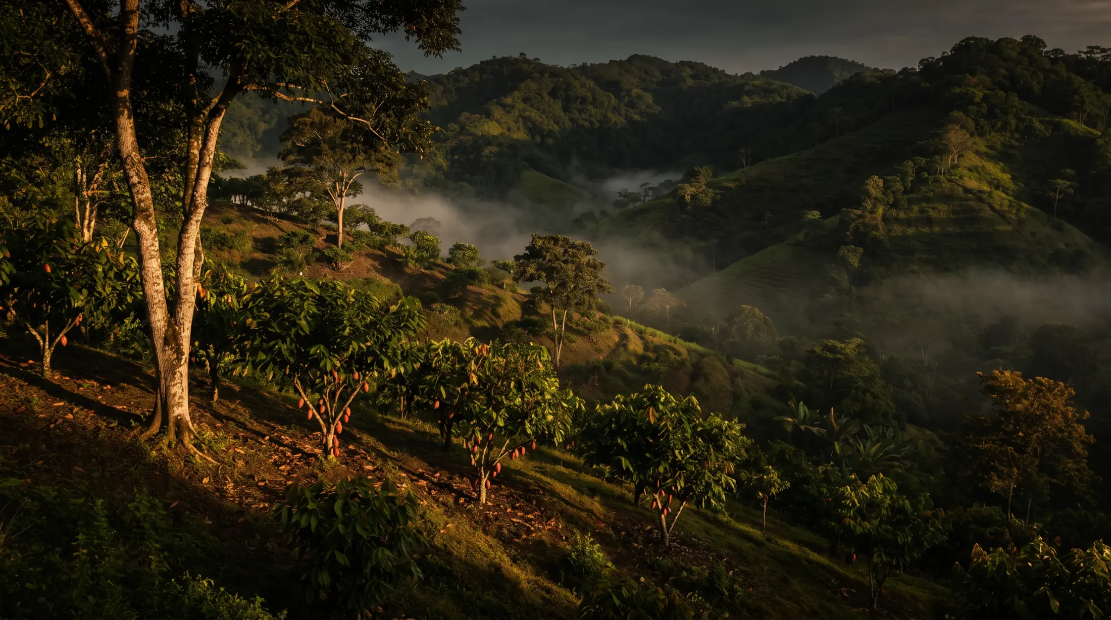 Cacaotales bajo árboles de sombra entre colinas con neblina al amanecer